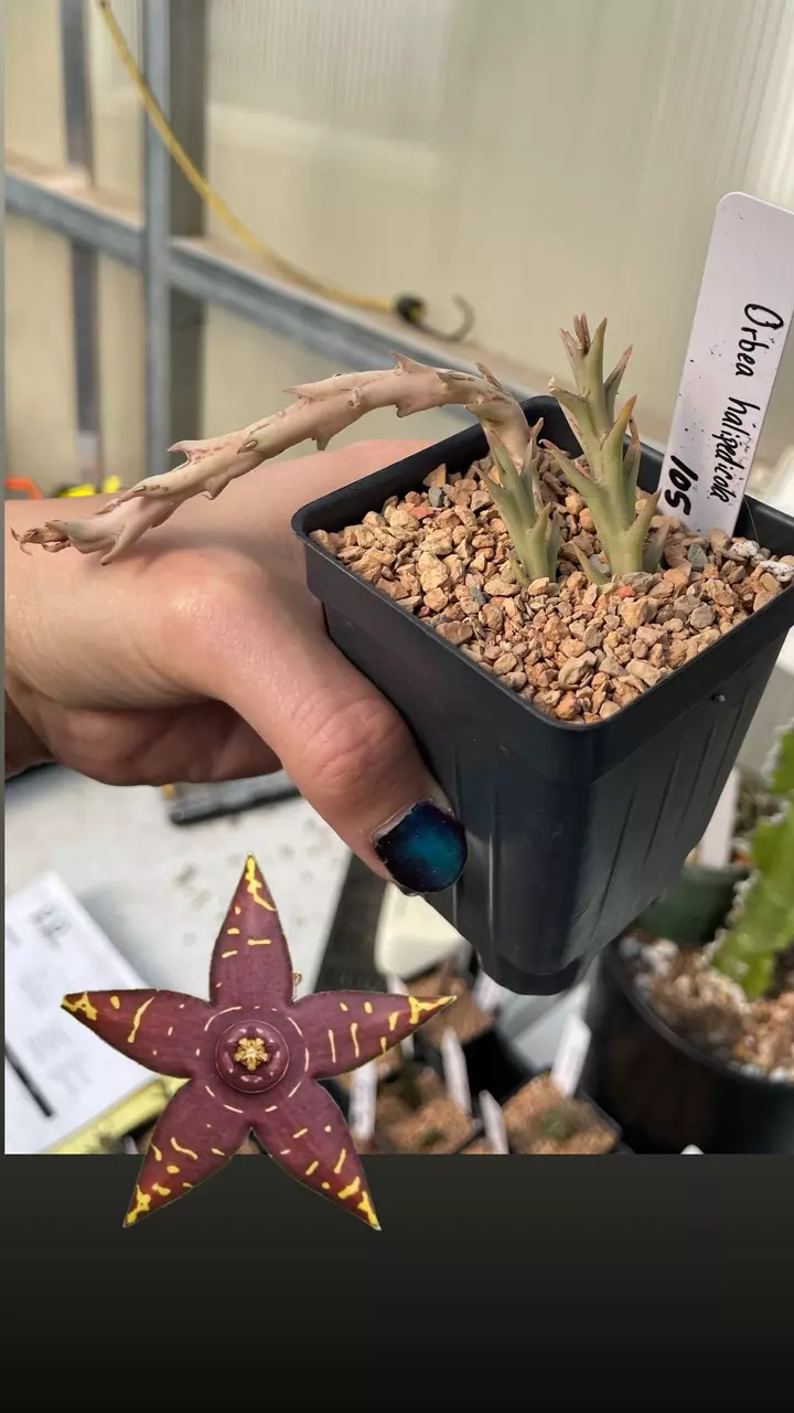 plant/Orbea halipedicola 105-0