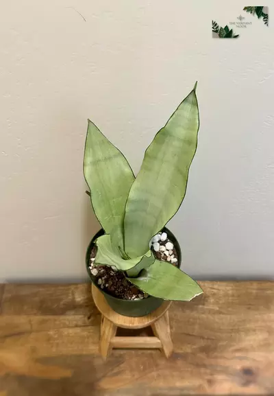 plant/Snake Plant ‘Moonshine’ | Rare Sansevieria Succulent | 6” House Plant-2-thumbnail