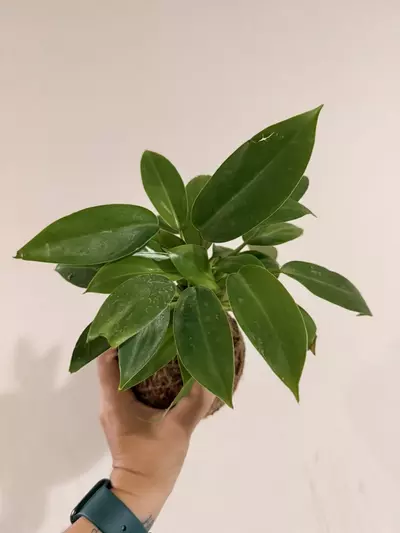 plant/Philodendron Mini Green (Kokedama)-0-thumbnail