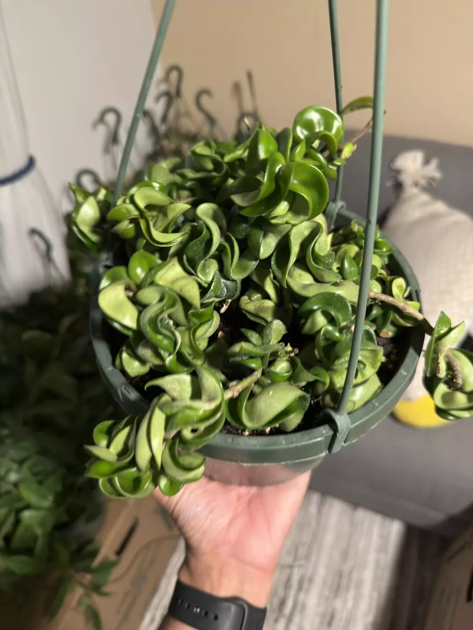 plant/8” HB Hoya Compacta-0