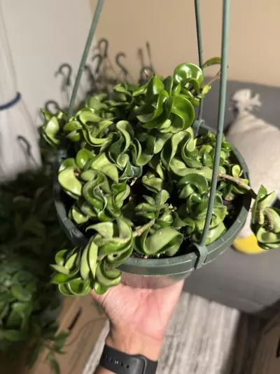 plant/8” HB Hoya Compacta-0-thumbnail