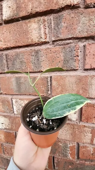plant/Hoya Macrophylla Albomarginata-1-thumbnail