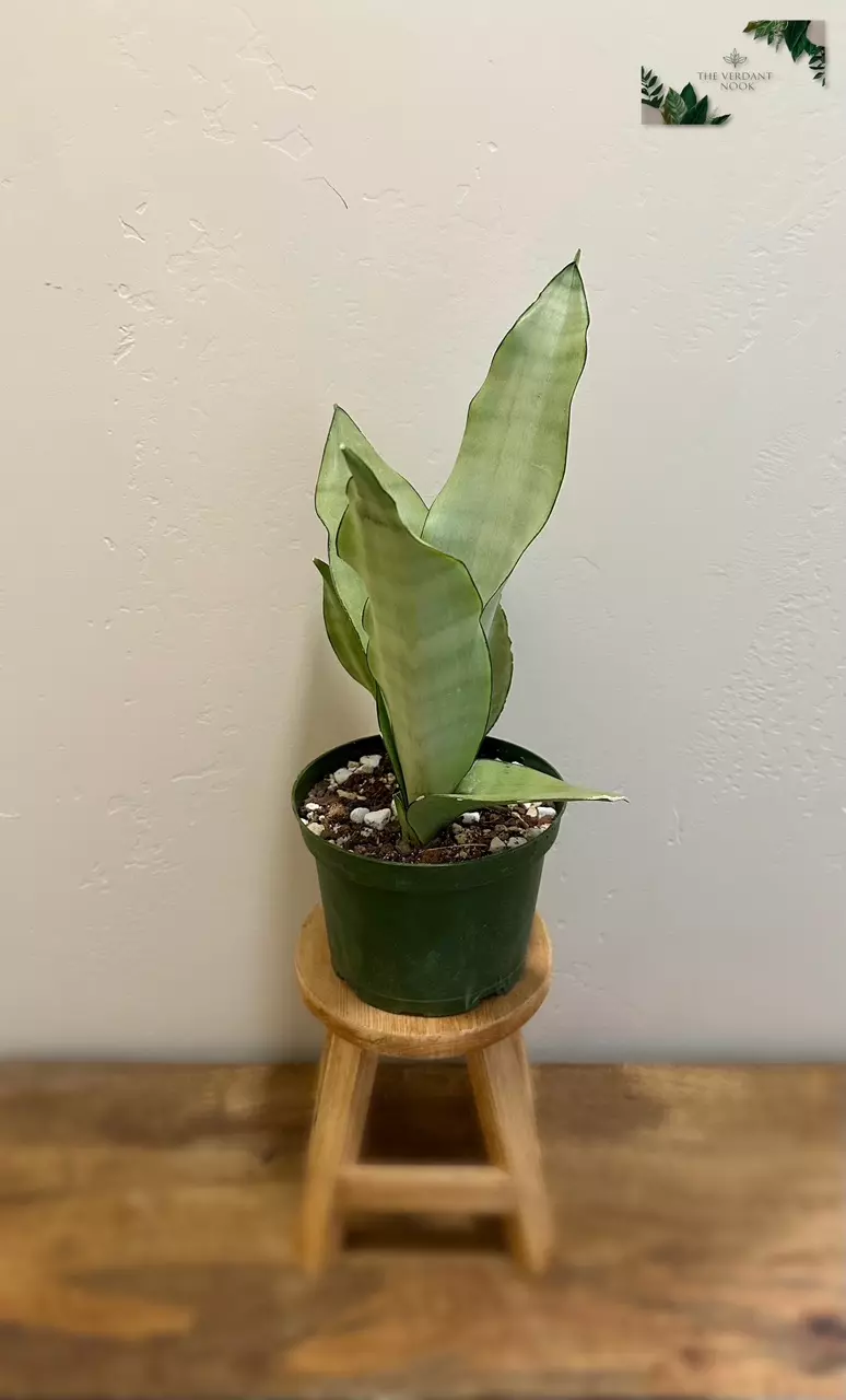 plant/Snake Plant ‘Moonshine’ | Rare Sansevieria Succulent | 6” House Plant-4