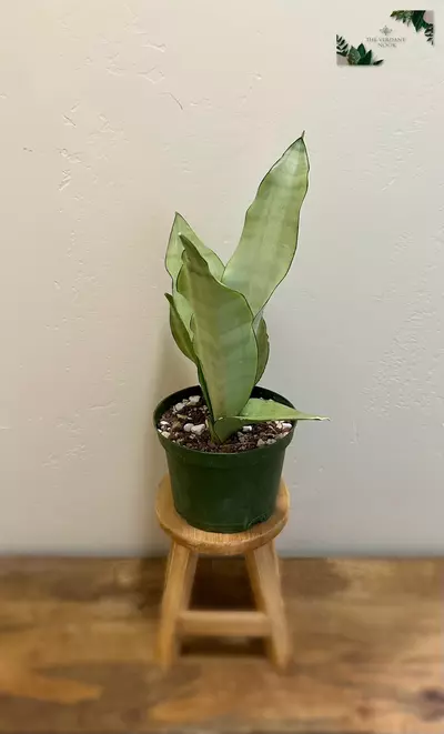 plant/Snake Plant ‘Moonshine’ | Rare Sansevieria Succulent | 6” House Plant-4-thumbnail