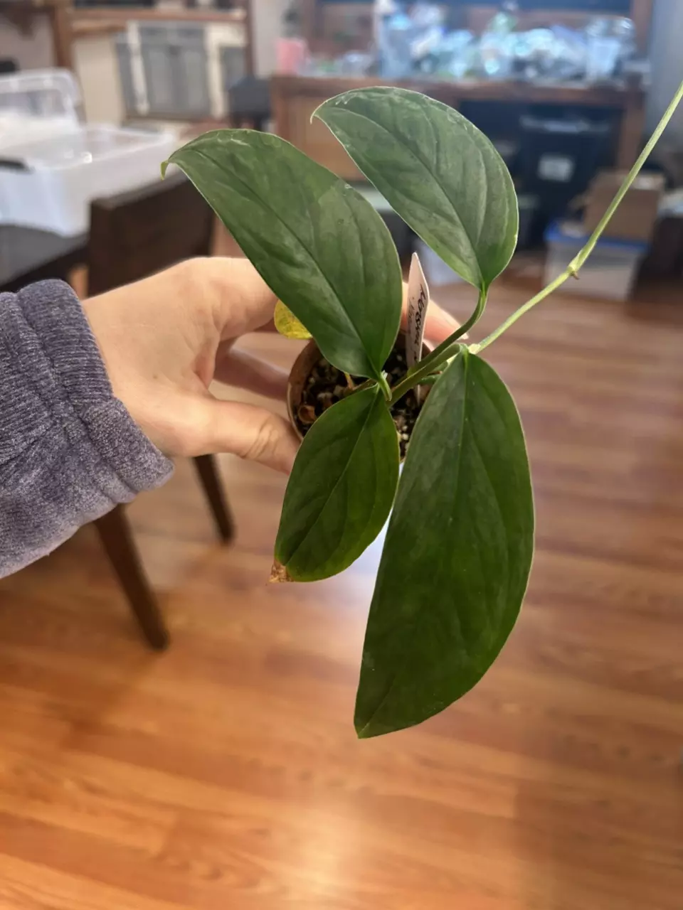 plant/Monstera obliqua yasuni-1