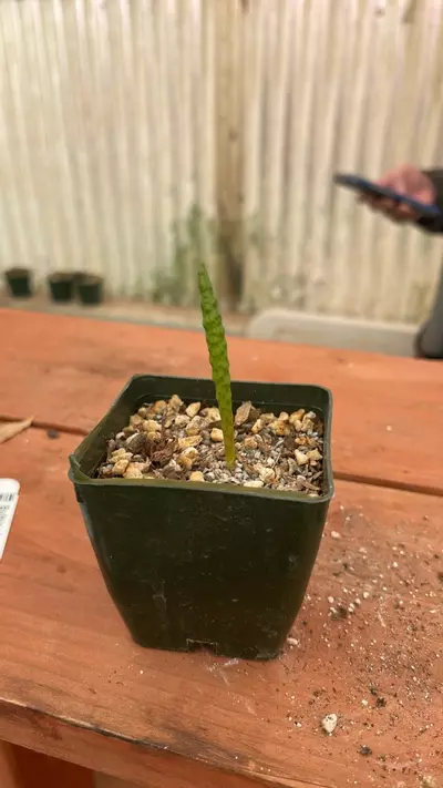 plant/Ps328 bulbine bruynsii-1-thumbnail