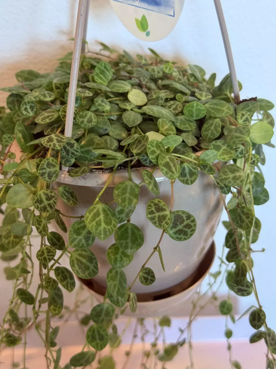 plant/6” HB String of Turtles - Long vines-2