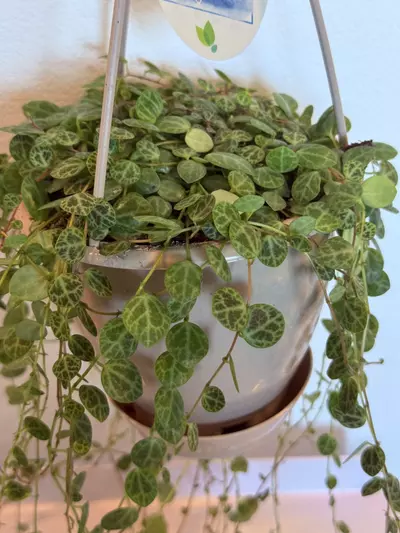 plant/6” HB String of Turtles - Long vines-2-thumbnail