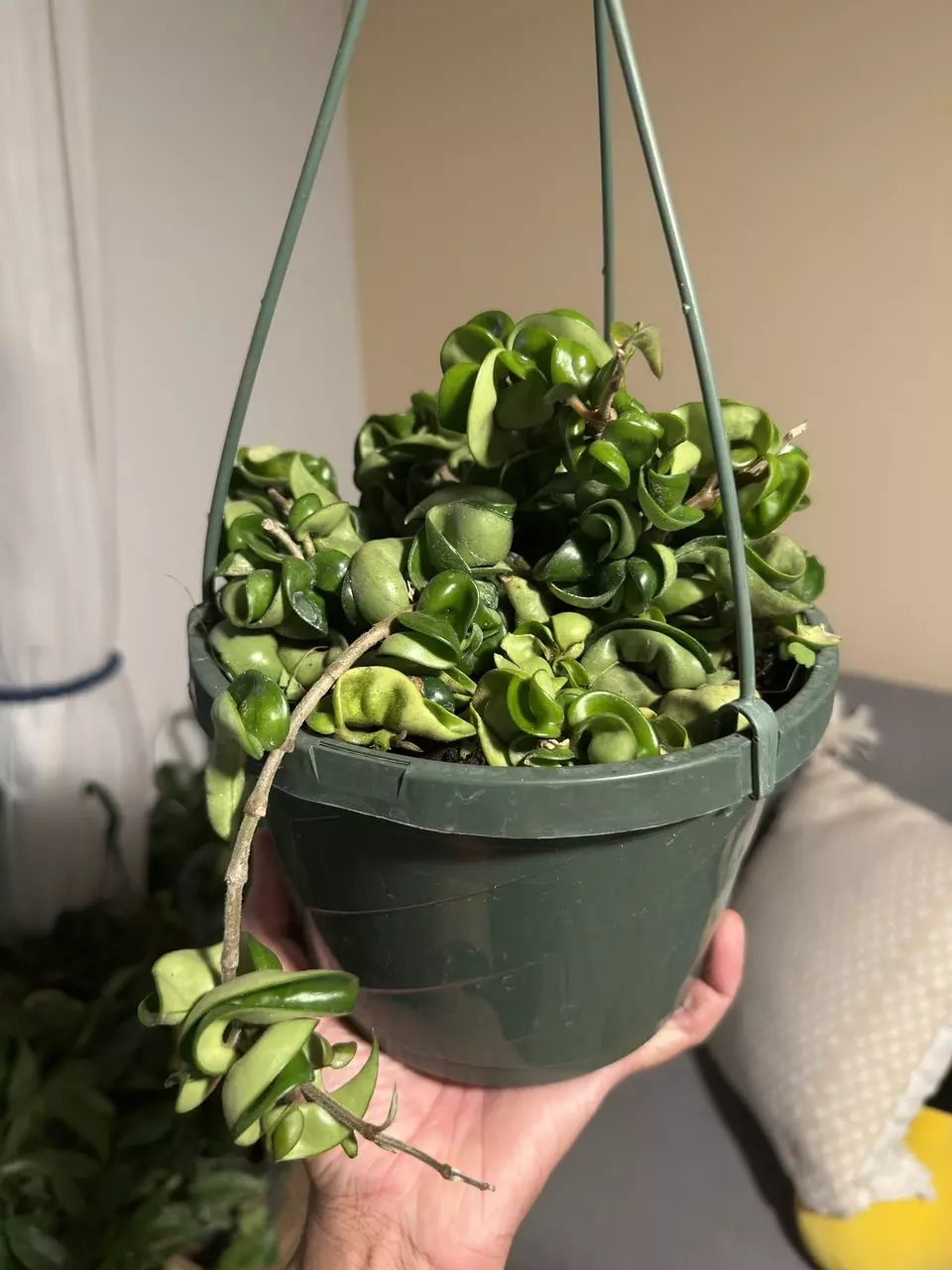 plant/8” HB Hoya Compacta-2