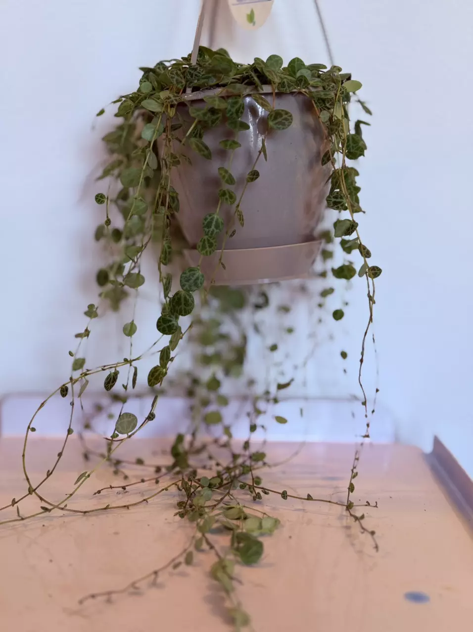 plant/6” HB String of Turtles - Long vines-0