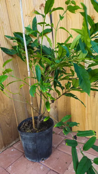 plant/Clerodendrum Smitinandii 3ft- Smithianium - Lightbulb - Winter Glory - Starburst-2-thumbnail