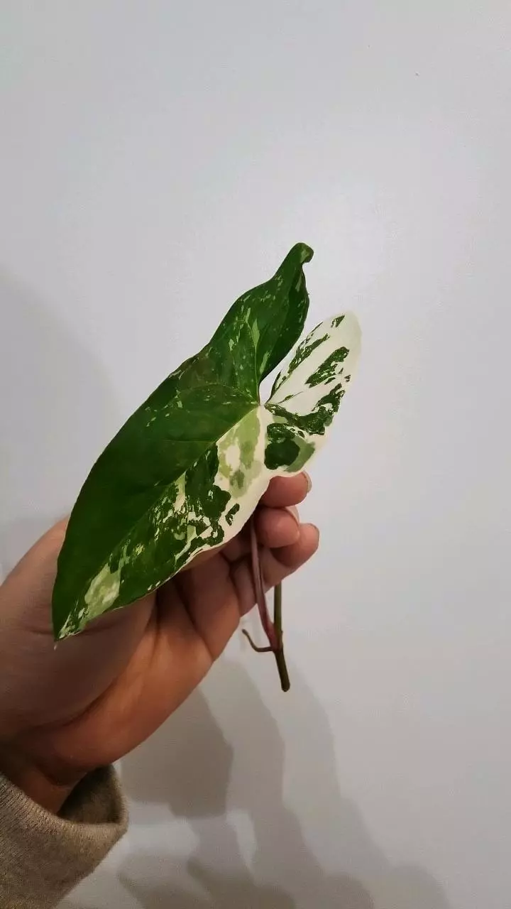 plant/Syngonium Albo-2