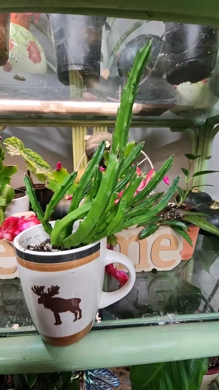 plant/Starfish cactus mug-0