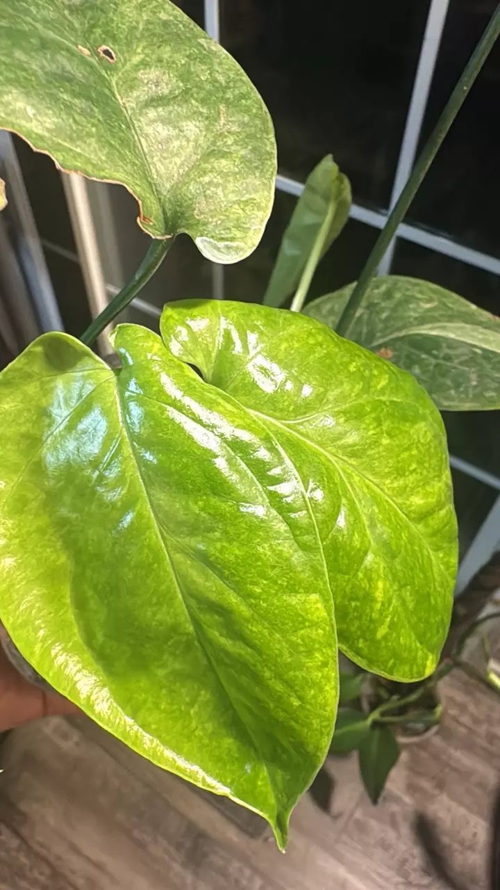 plant/Amydrium mint variegated Spider-Man plant?-1