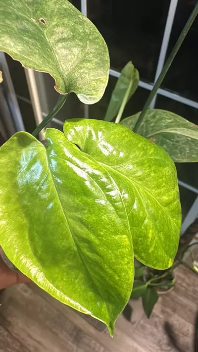 plant/Amydrium mint variegated Spider-Man plant?-1-thumbnail