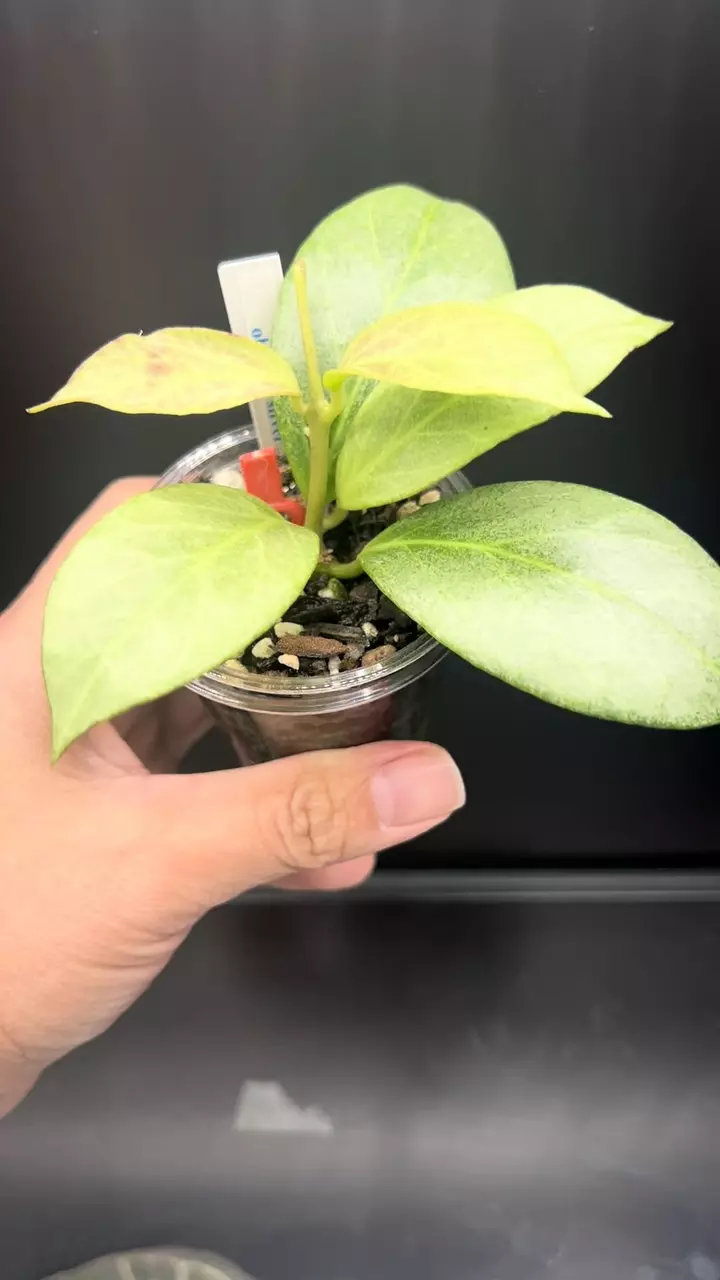 plant/Obscura *silver 🩶-2