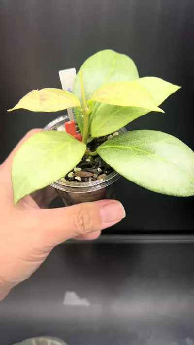 plant/Obscura *silver 🩶-2-thumbnail