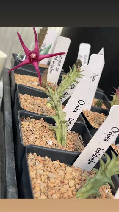 plant/Orbea baldratii-2-thumbnail