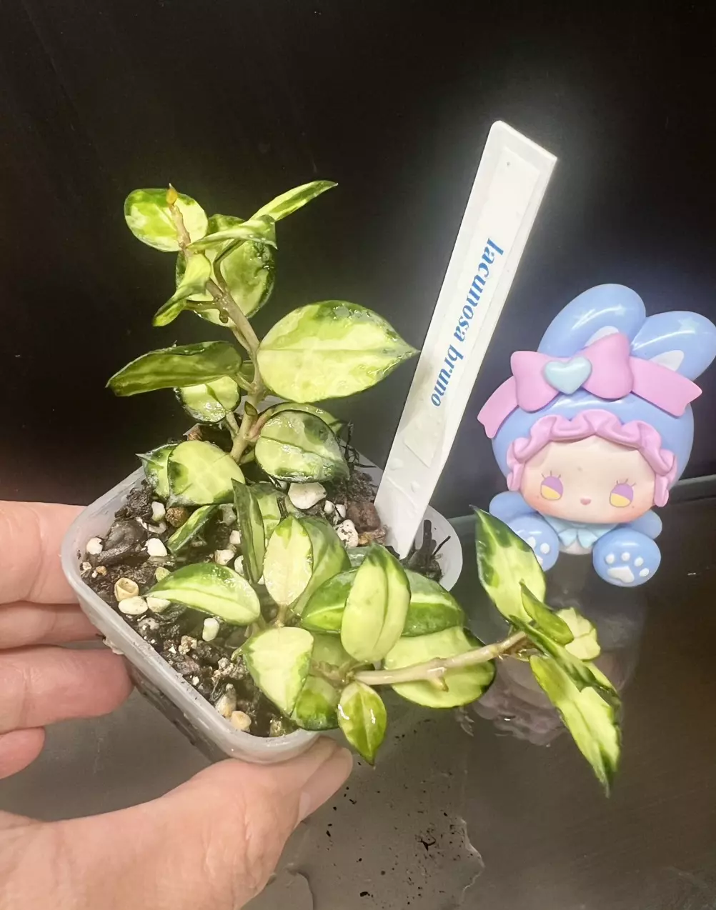 plant/Lacunosa burno-0