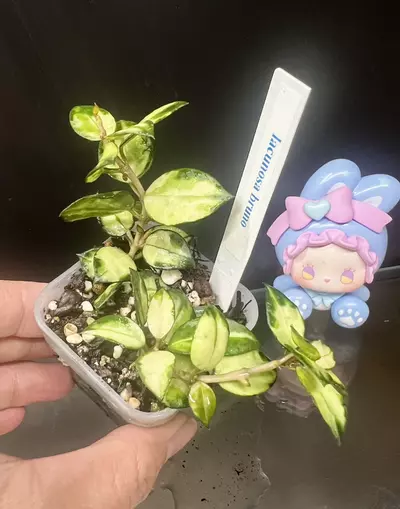 plant/Lacunosa burno-0-thumbnail