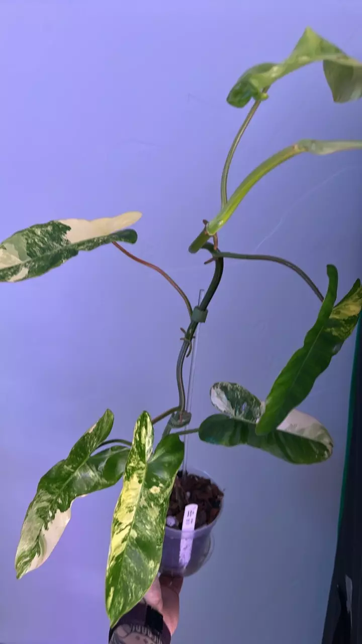 plant/Philodendron Florida Beauty x Paraiso-1