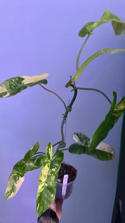 plant/Philodendron Florida Beauty x Paraiso-1-thumbnail