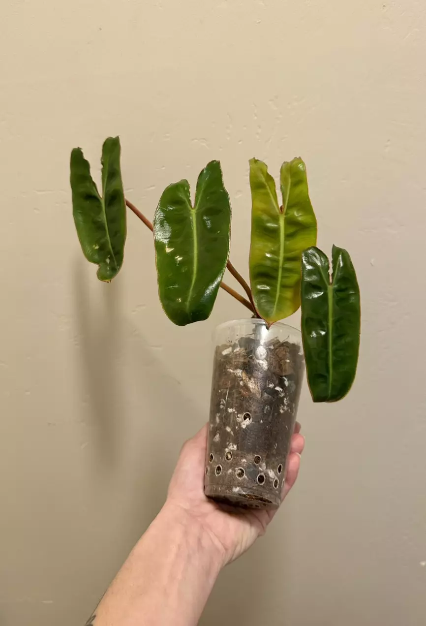 plant/Philodendron ‘Billietae’ | Strap Leaf Philodendron | 5” House Plant-0