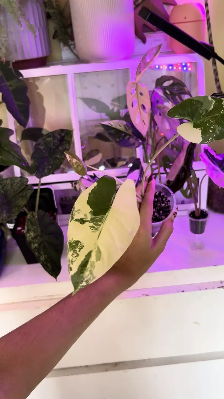 plant/💚🤍Macrorrizha Albo Alocasia🤍💚-2