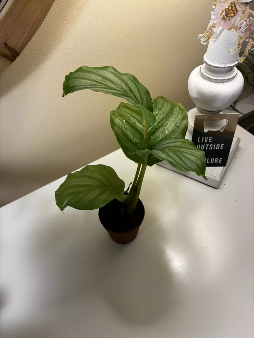 plant/Calathea Orbifolia-3