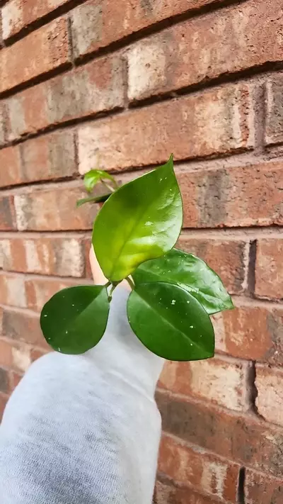 heat_pack/Hoya freckles-0-thumbnail