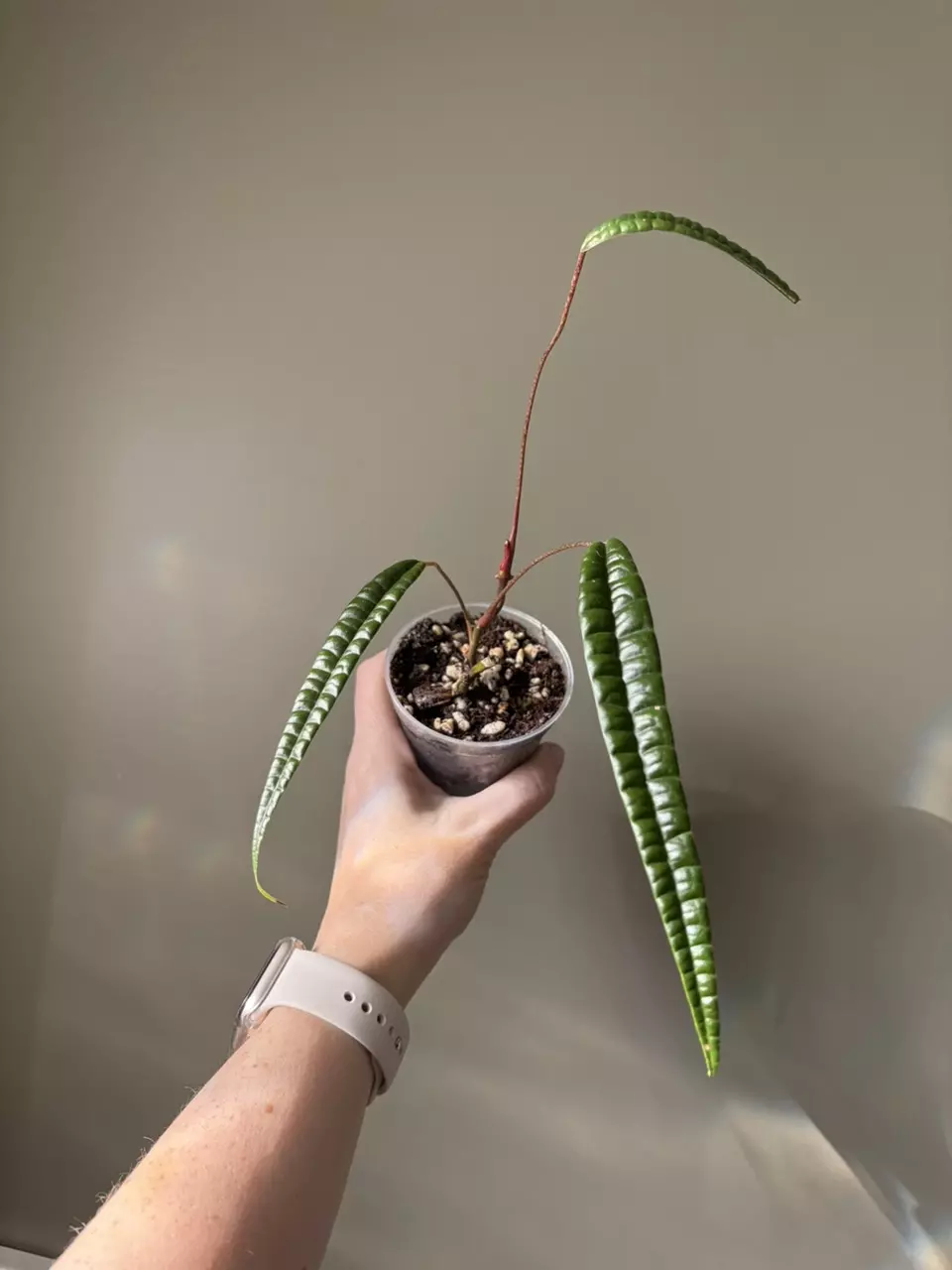 plant/Anthurium Cutucuense-0