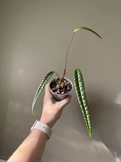 plant/Anthurium Cutucuense-0-thumbnail