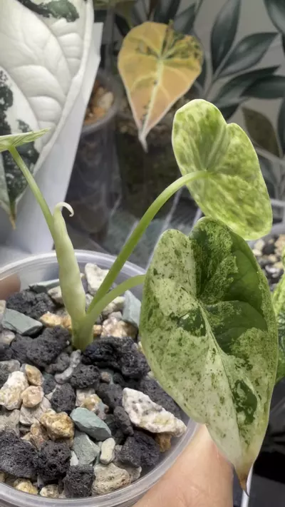 plant/Dragon Scale Mint pup! Corm grown! Mom in last pictures!-1-thumbnail