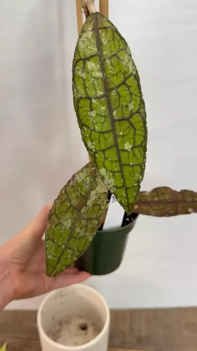 plant/PL1174: Clemensiorium Aceh Splash + Poly Inner Var.-0-thumbnail