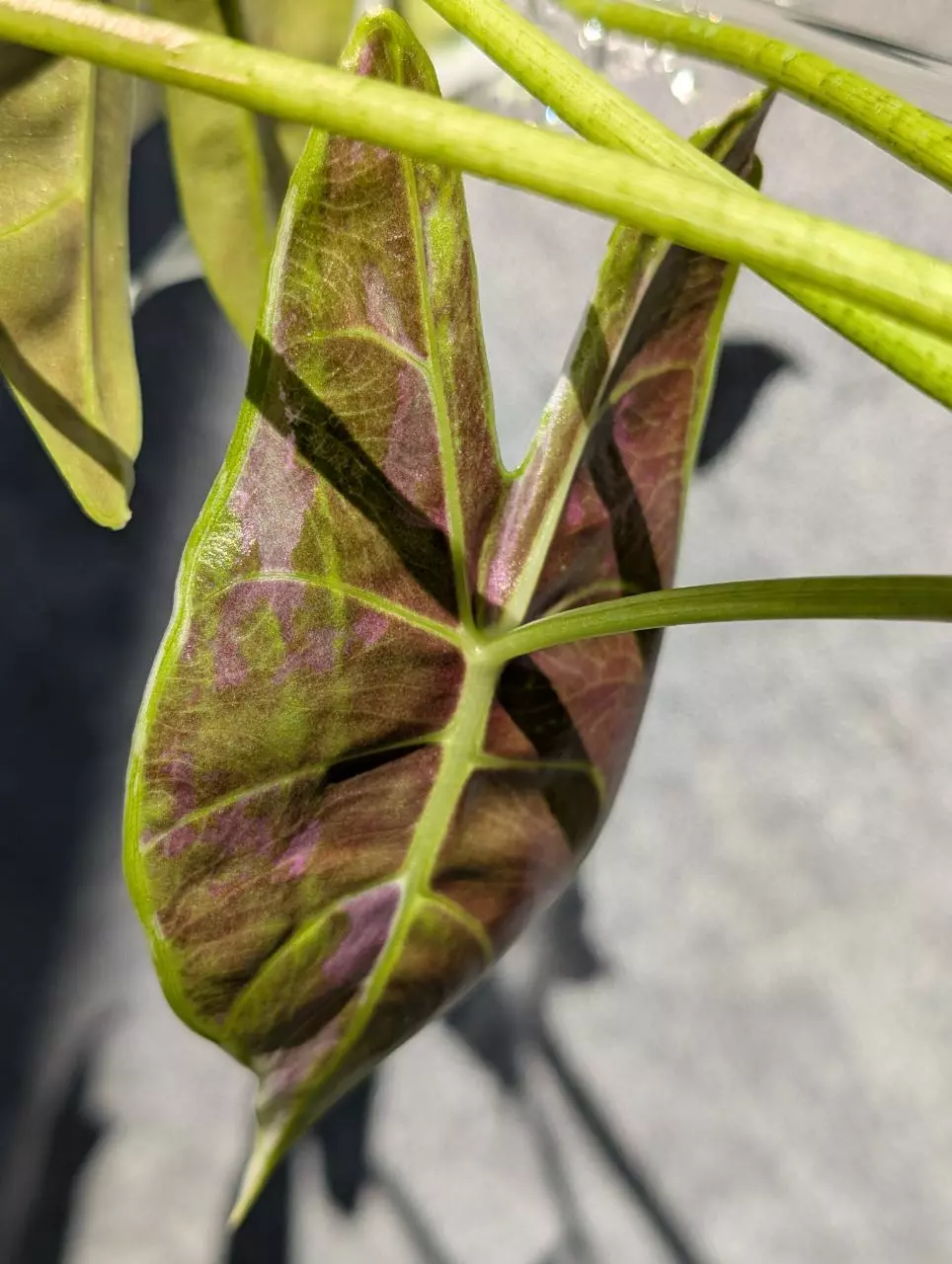 plant/Alocasia Longiloba Pink Back CORM-2