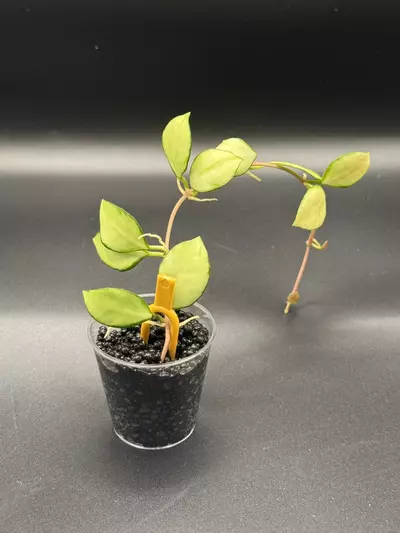 plant/Hoya Heuschkeliana Var Cutting-0-thumbnail