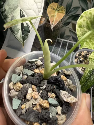 plant/Dragon Scale Mint pup! Corm grown! Mom in last pictures!-3-thumbnail