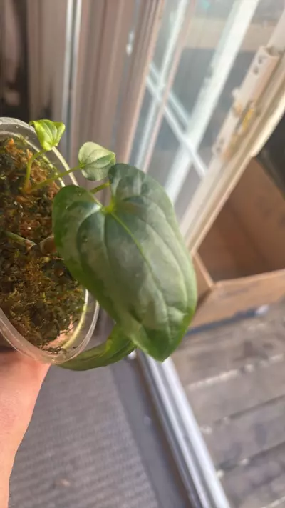 plant/RLFS X LG PAP seedling-2-thumbnail