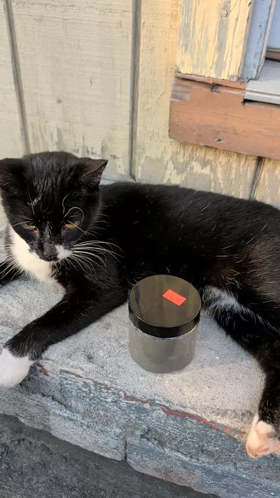 plant/Cut clay-0-thumbnail