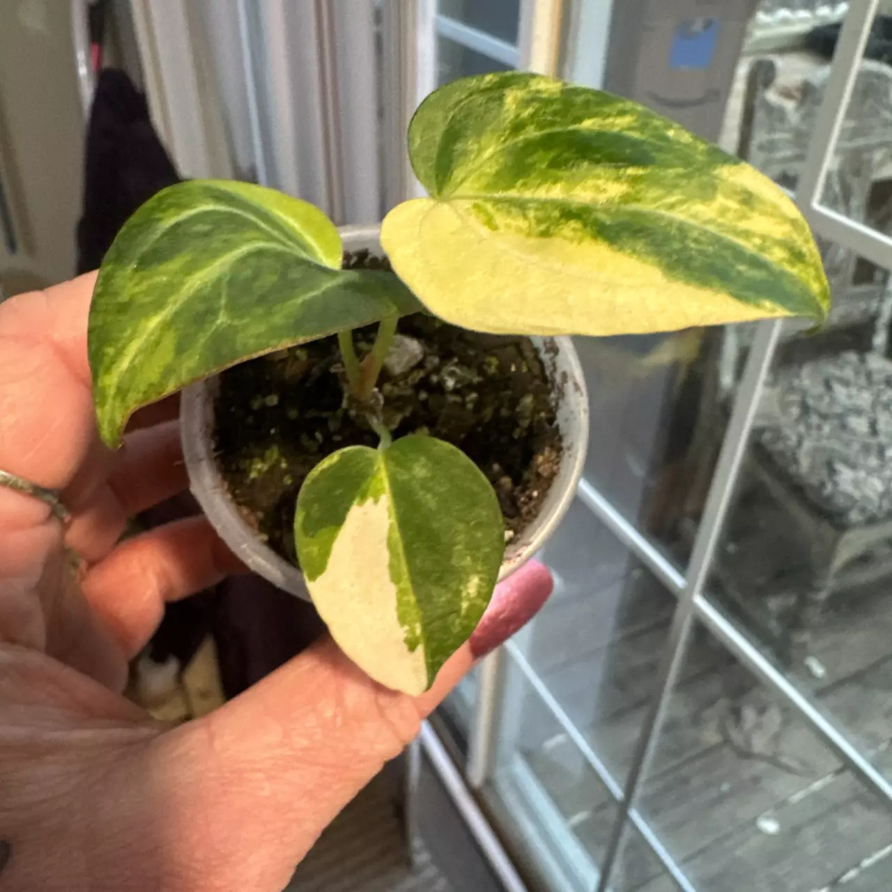 plant/AOS X Venom variegated anthurium-0