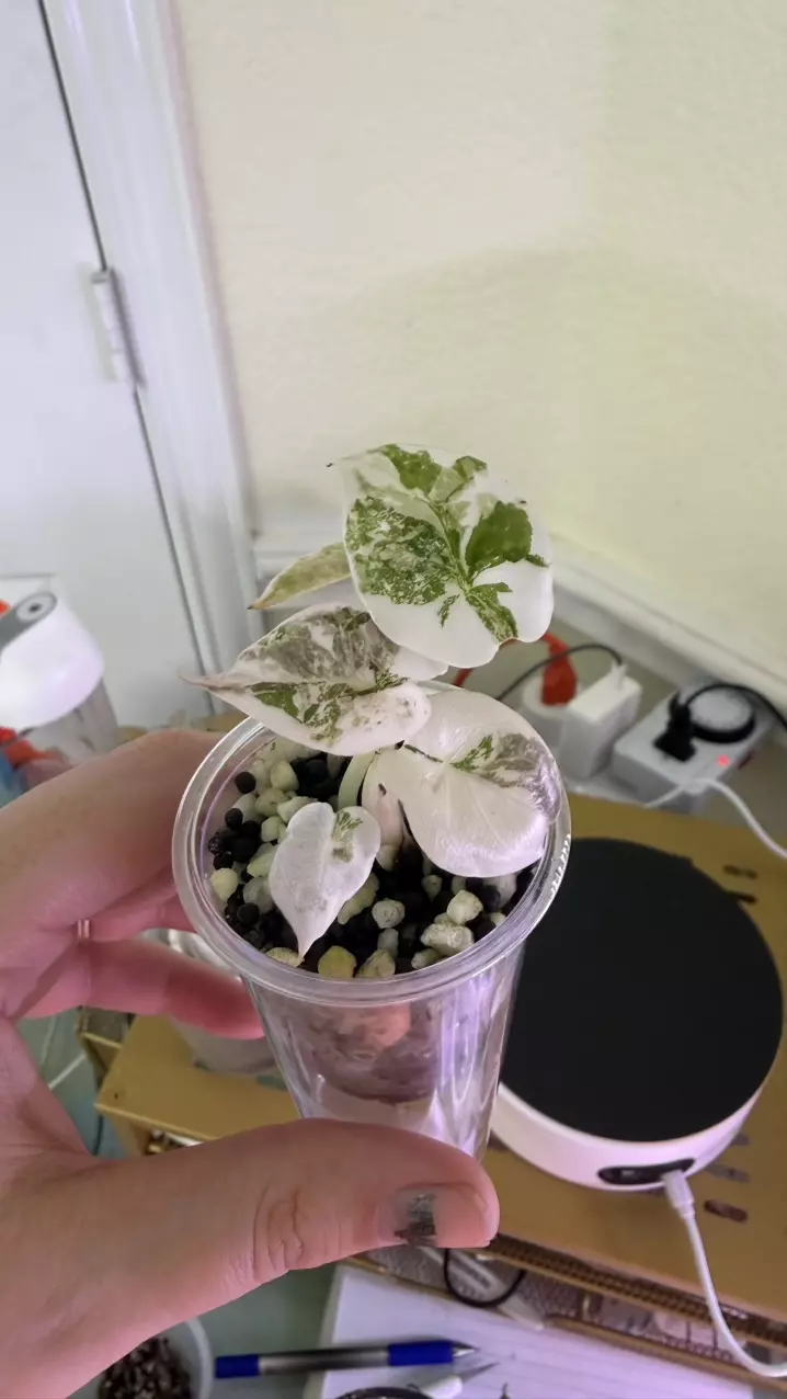 plant/True pink cuprea tc-1