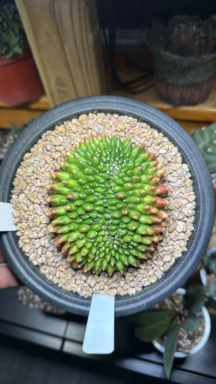 plant/Crested Gymno-0