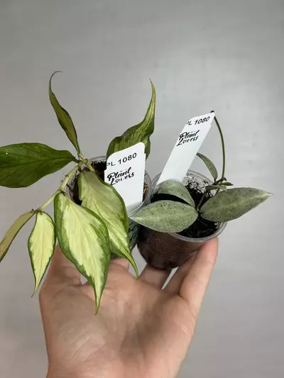 plant/PL1080: Winters Pandora + FREE Inner Var Poly-0-thumbnail