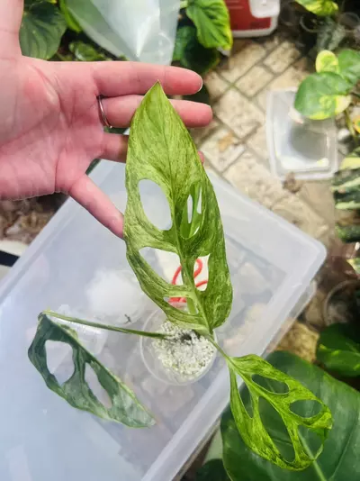 plant/Monstera Adansonii Blue Mint/Indo Mint (A)-2-thumbnail