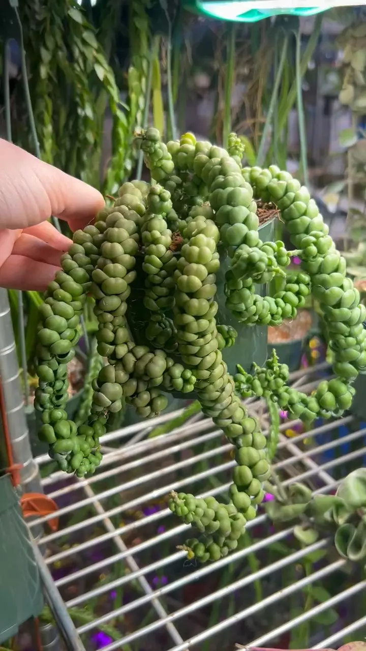 plant/Dischidia Nummularia Jade Dragon + FREE 3 pack Dischidia Watermelon-0