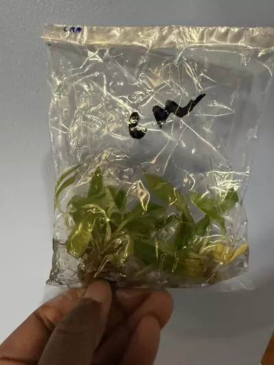 plant/Philodendron Pluto (From A CM Mother)-0-thumbnail