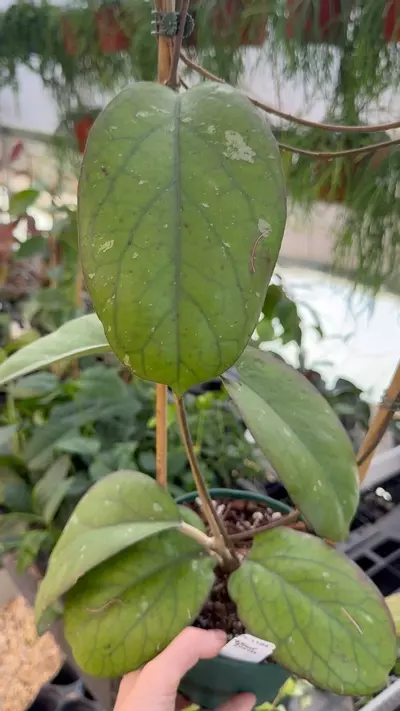 plant/PL1194: Hoya Elephant Trellis + FREE Argentea Princess-0-thumbnail