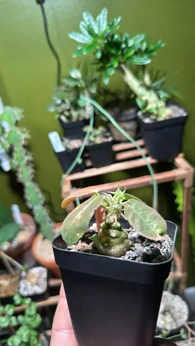 plant/Dorstenia Foetida-0-thumbnail