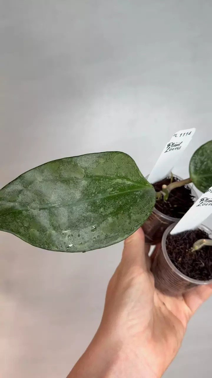 plant/PL1114: Perak Rimba + FREE Silver Germany-0