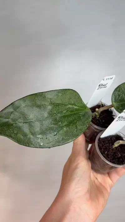 plant/PL1114: Perak Rimba + FREE Silver Germany-0-thumbnail